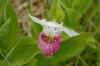 Pink_0035.JPG (50826 bytes)